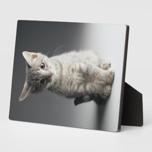 Blue Tabby Kitten Fotoplatte (Seite)