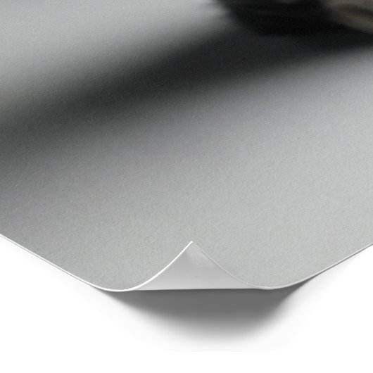 Blue Tabby Kitten Poster (Ecke)