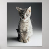 Blue Tabby Kitten Poster (Vorne)