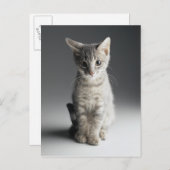 Blue Tabby Kitten Postkarte (Vorne/Hinten)