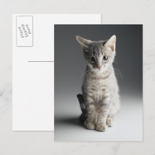 Blue Tabby Kitten Postkarte (Vorne/Hinten)