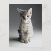 Blue Tabby Kitten Postkarte (Vorderseite)