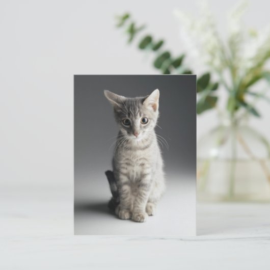 Blue Tabby Kitten Postkarte (Stehend Vorderseite)