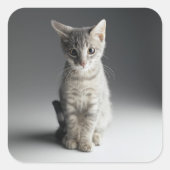 Blue Tabby Kitten Quadratischer Aufkleber (Vorderseite)