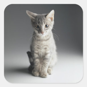 Blue Tabby Kitten Quadratischer Aufkleber