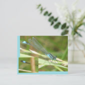 Blue Tails Damselfly DIY Postkarte (Stehend Vorderseite)