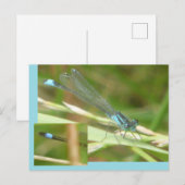 Blue Tails Damselfly DIY Postkarte (Vorne/Hinten)