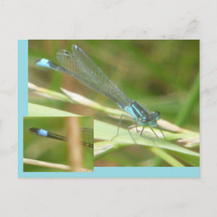 Blue Tails Damselfly DIY Postkarte