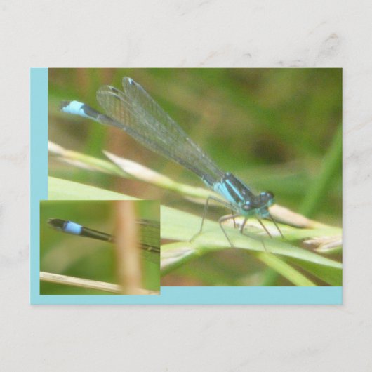 Blue Tails Damselfly DIY Postkarte (Vorderseite)