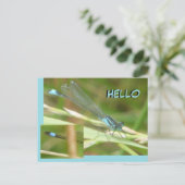 Blue Tails Damselfly HELLO Postkarte (Stehend Vorderseite)
