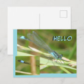 Blue Tails Damselfly HELLO Postkarte (Vorne/Hinten)