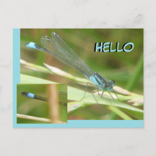 Blue Tails Damselfly HELLO Postkarte