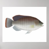 Blue Talipia Poster (Vorne)