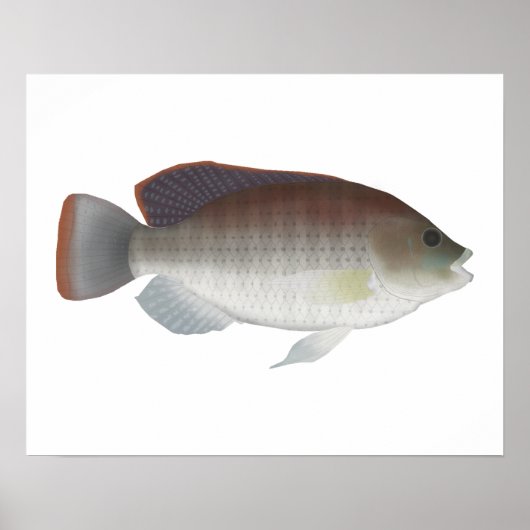 Blue Talipia Poster (Vorne)