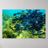 Blue Tang School Poster (Vorne)