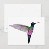 Blue-throated starfrontlet postkarte (Vorne/Hinten)