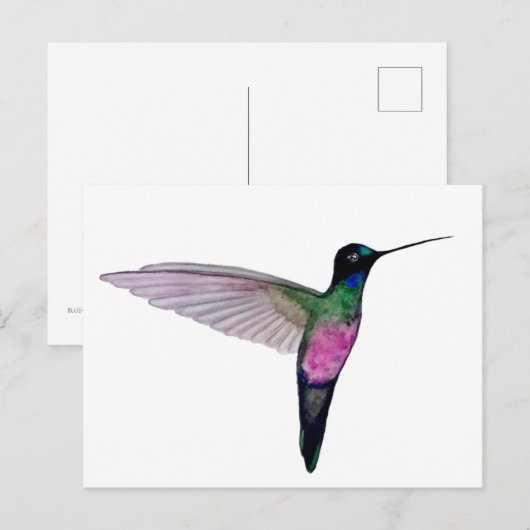 Blue-throated starfrontlet postkarte (Vorne/Hinten)