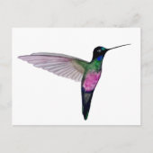 Blue-throated starfrontlet postkarte (Vorderseite)