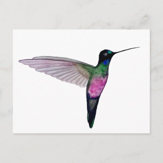 Blue-throated starfrontlet postkarte (Vorderseite)