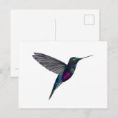 Blue-throated starfrontlet postkarte (Vorne/Hinten)