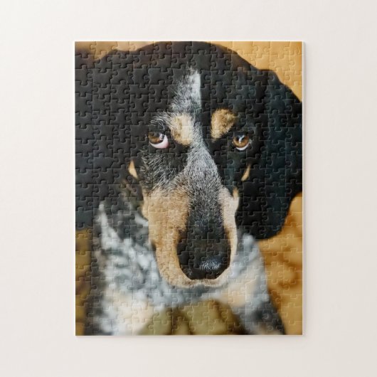 Blue Tick Coonhound Jigsaw Puzzle (Vertikal)