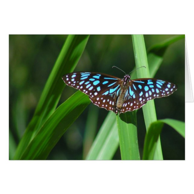 Blue Tiger Butterfly (Vorderseite (Horizontal))