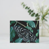 Blue tiger, Indien Postkarte (Stehend Vorderseite)