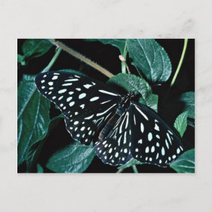 Blue tiger, Indien Postkarte