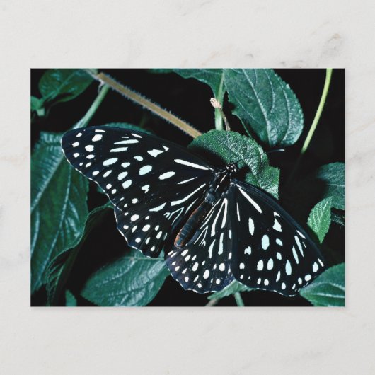 Blue tiger, Indien Postkarte (Vorderseite)