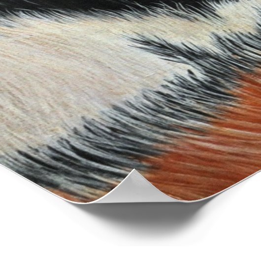 Blue Tiger Poster (Ecke)