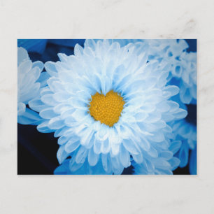 Blue Tinted Chrysanthemums Nature Foto Ukraine Po Postkarte
