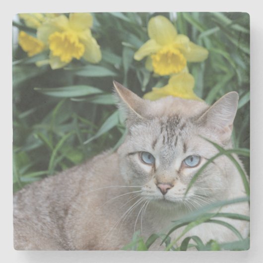 Blue Tip Siam und daffodia Steinuntersetzer (Vorderseite)