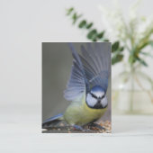 Blue tit bird beautiful wings postkarte (Stehend Vorderseite)