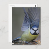 Blue tit bird beautiful wings postkarte (Vorne/Hinten)