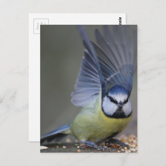 Blue tit bird beautiful wings postkarte (Vorne/Hinten)