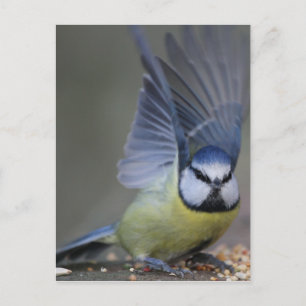 Blue tit bird beautiful wings postkarte