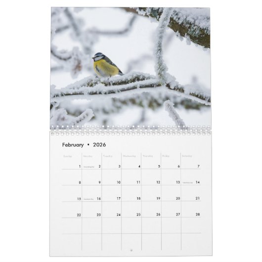 Blue-Tit Bird-Kalender 2025 Kalender (Feb 2026)