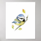 Blue tit Bird Poster Print (Vorne)