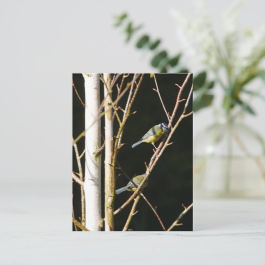 Blue Tit in Silver Birch Postcard Postkarte (Stehend Vorderseite)