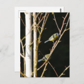 Blue Tit in Silver Birch Postcard Postkarte (Vorne/Hinten)