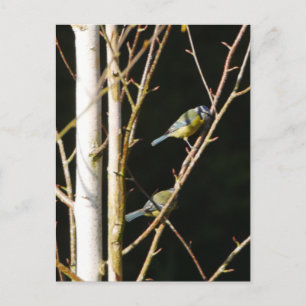 Blue Tit in Silver Birch Postcard Postkarte