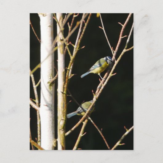 Blue Tit in Silver Birch Postcard Postkarte (Vorderseite)