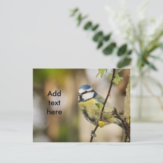 Blue Tit. Postkarte (Stehend Vorderseite)