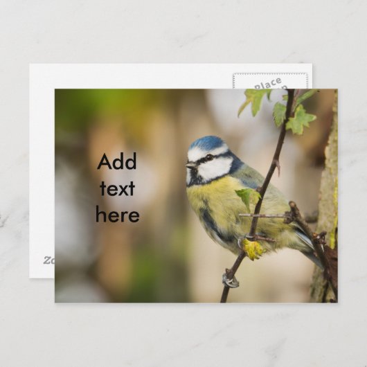 Blue Tit. Postkarte (Vorne/Hinten)