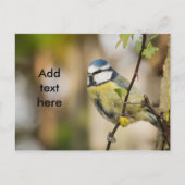 Blue Tit. Postkarte (Vorderseite)