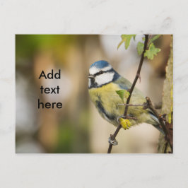 Blue Tit. Postkarte