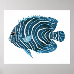 Blue Tropical Fish Print no.1 Poster