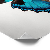 Blue Ulysses Butterfly Art Print Poster (Ecke)