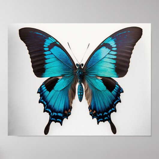 Blue Ulysses Butterfly Art Print Poster (Vorne)