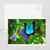 BLUE ULYSSES BUTTERFLY QUEENSLAND AUSTRALIA POSTKARTE (Vorne/Hinten)